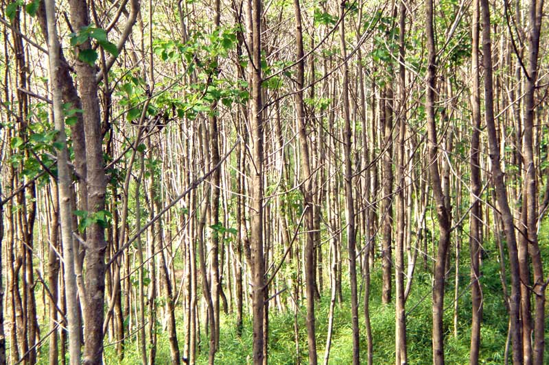 Agroforestry in fallow jhum lands in Mon district, Nagaland